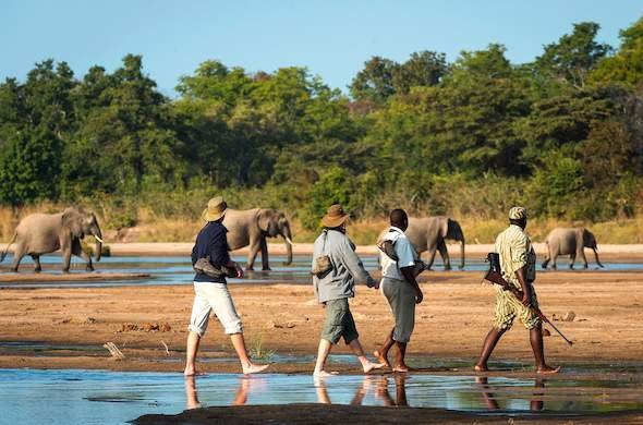 chindenibushcampwalkingsafarielephantx